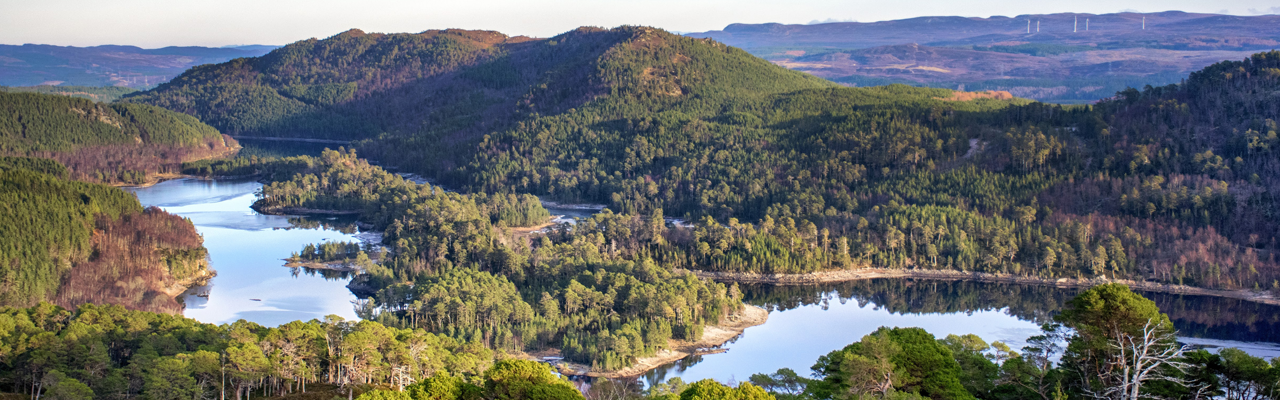 We've Planted 2500 Trees!